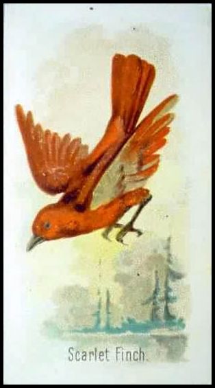 41 Scarlet Finch